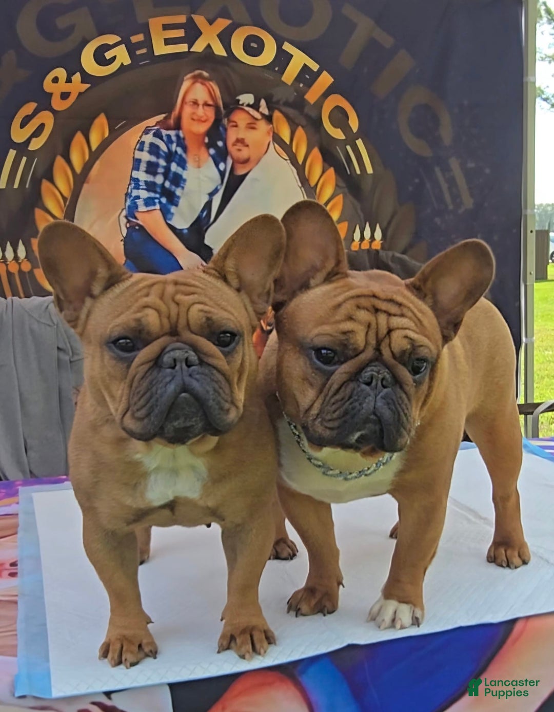 French Bulldog dogs for sale: Raider - Image 10