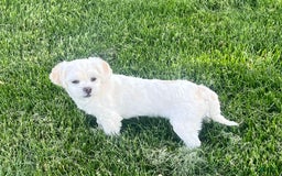 Lhasa Apso dogs for sale: Angel - Image 5