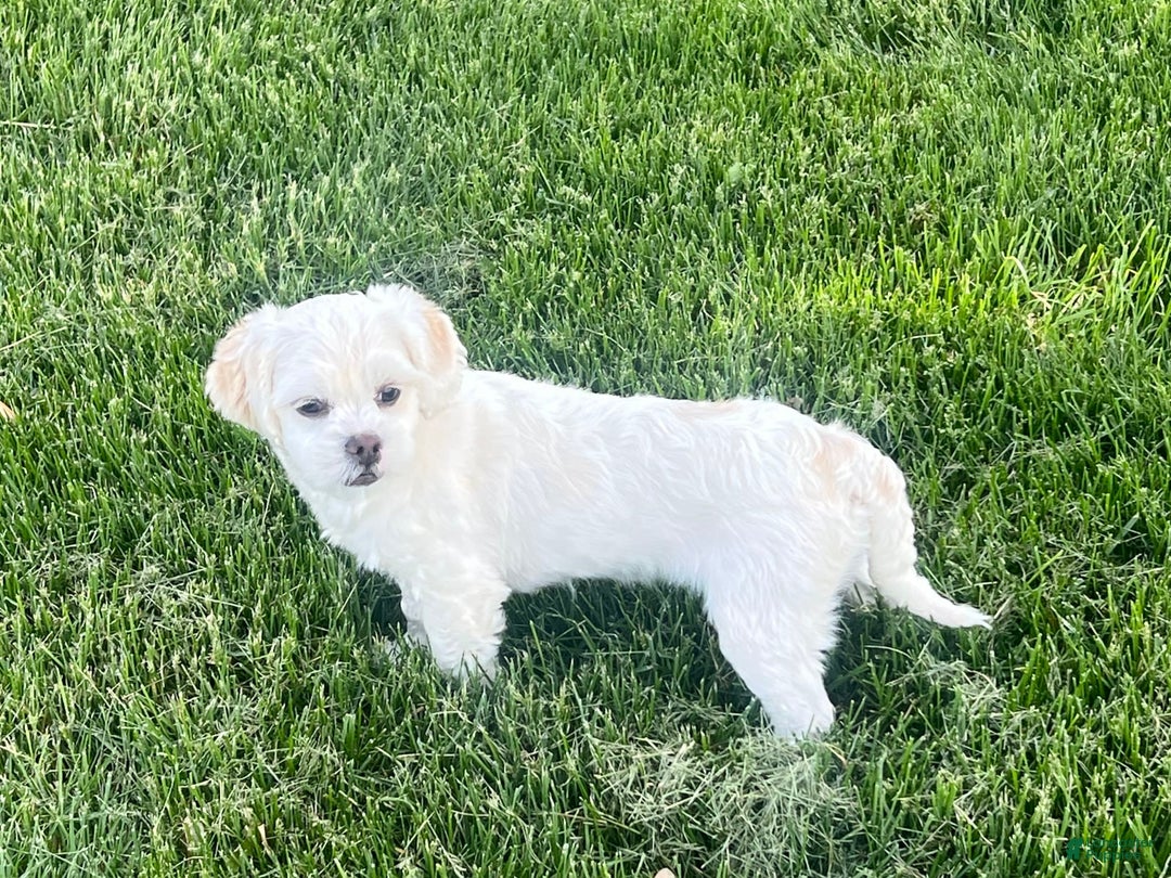 Lhasa Apso dogs for sale: Angel - Image 5