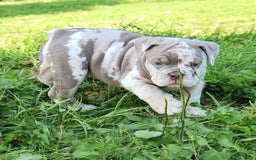 English Bulldog dogs for sale: Pebbles - Image 6