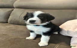 Miniature Australian Shepherd dogs for sale: Black Tri Male 3 - Image 4
