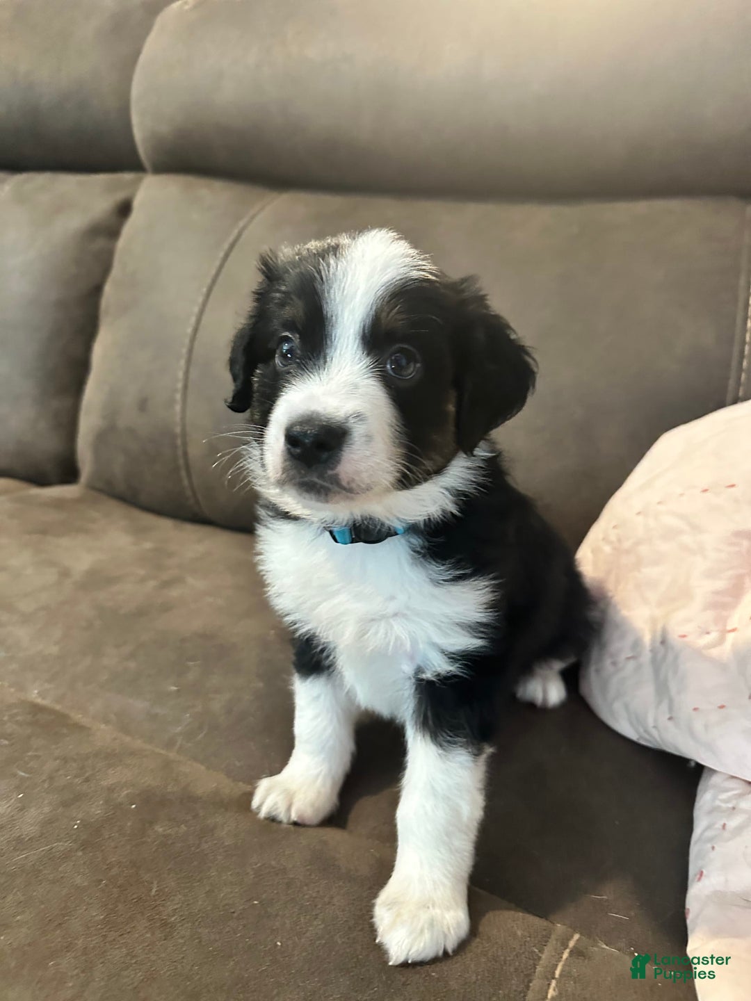 Miniature Australian Shepherd dogs for sale: Black Tri Male 3 - Image 4