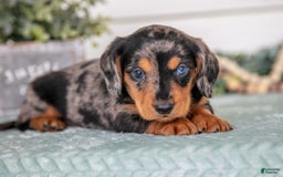 Miniature Dachshund dogs for sale: Patches - Image 3
