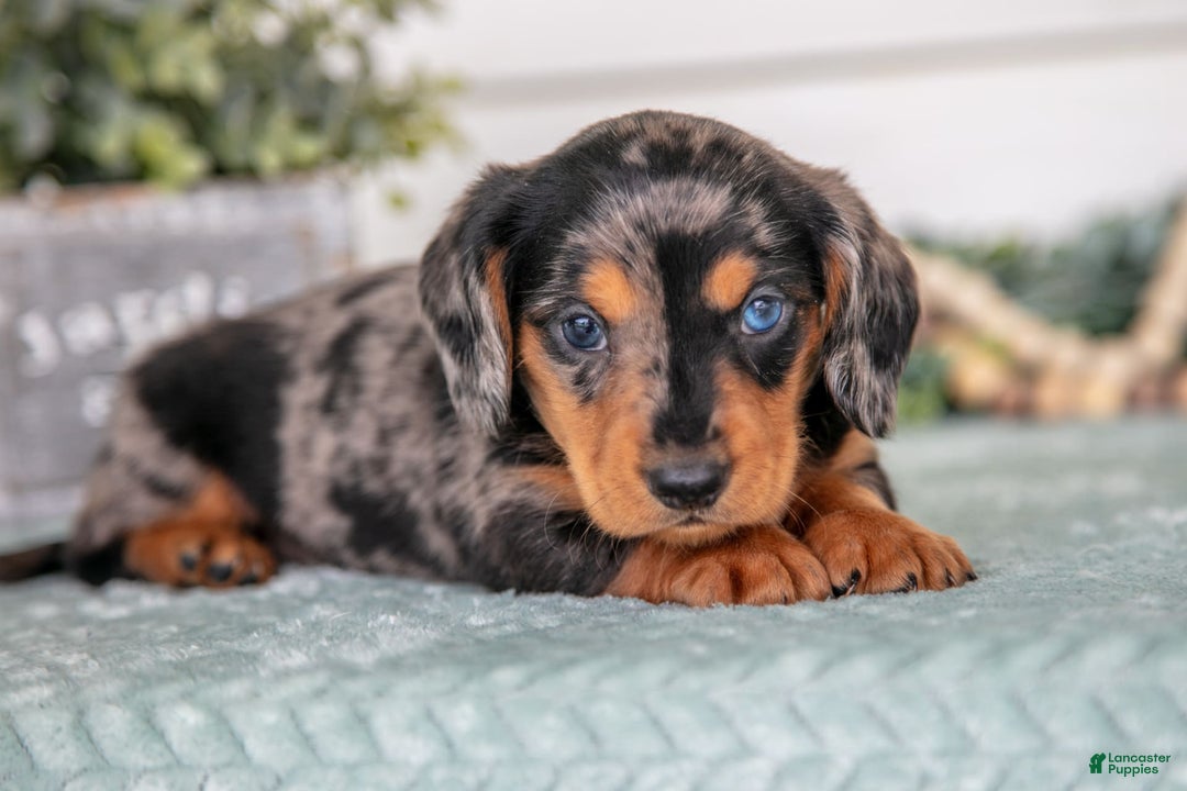 Miniature Dachshund dogs for sale: Patches - Image 3
