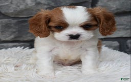Cavalier King Charles Spaniel dogs for sale: Buster - Image 15