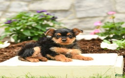 Yorkshire Terrier dogs for sale: Ryan - Image 3