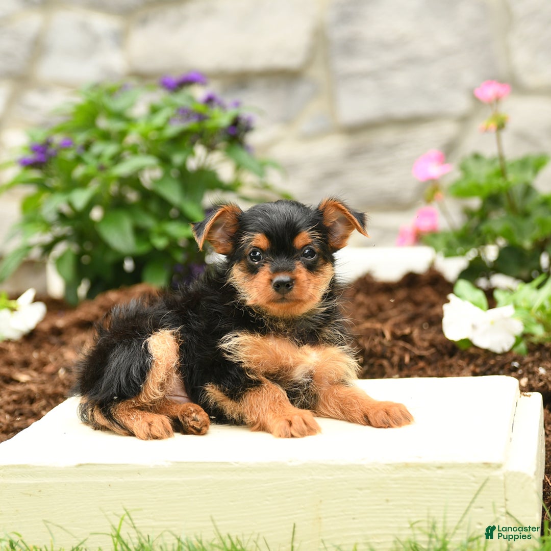 Yorkshire Terrier dogs for sale: Ryan - Image 3