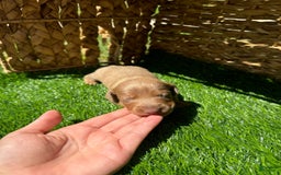 Miniature Dachshund dogs for sale: Jasmine - Image 3