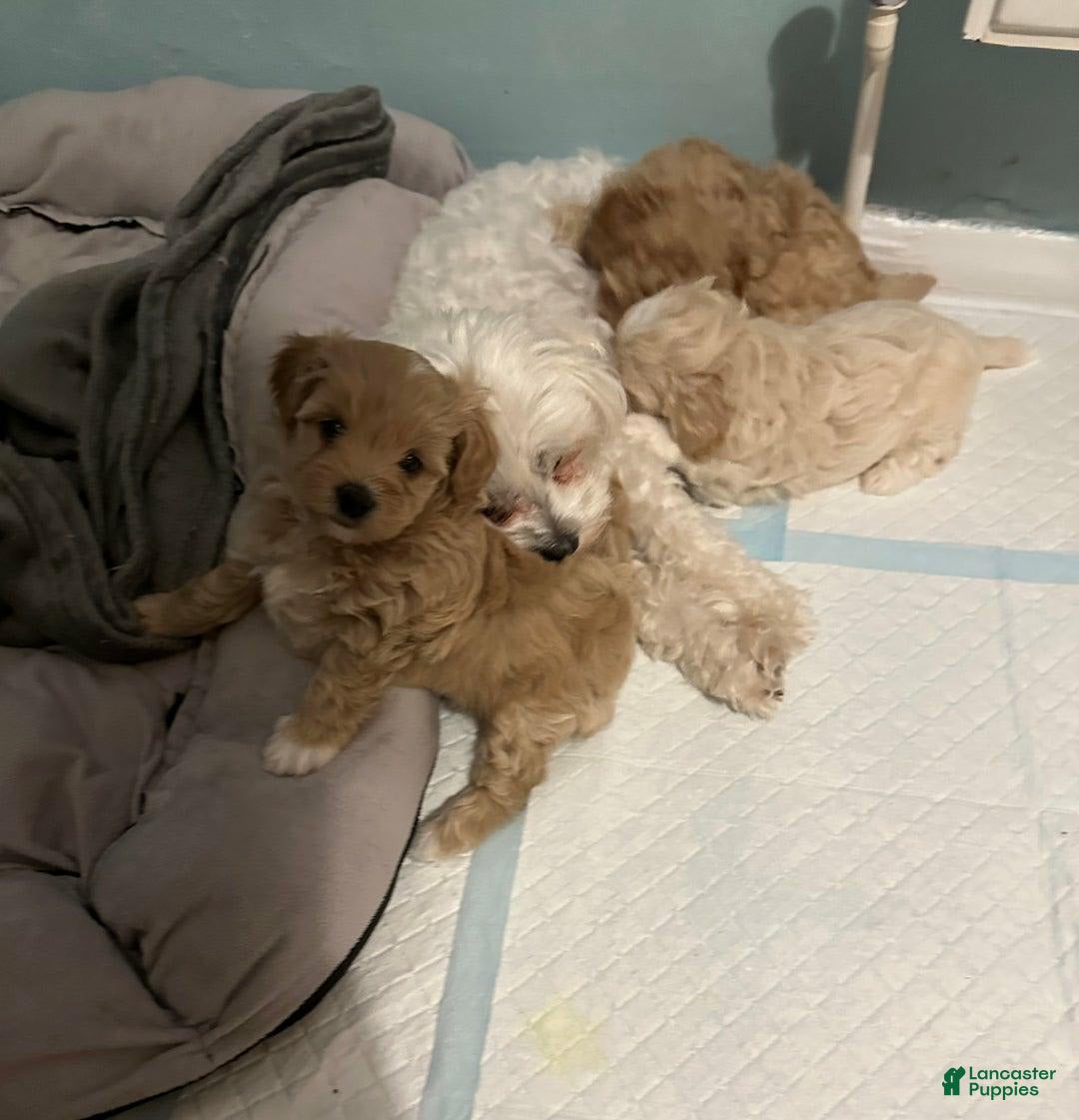 Maltipoo dogs for sale: Carl - Image 1
