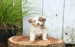 Miniature Australian Shepherd dogs for sale: Champion - Image 10