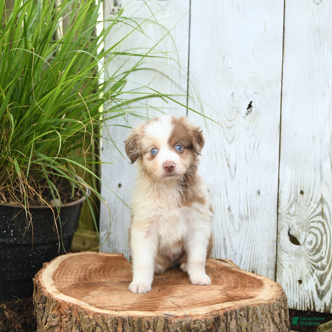 Miniature Australian Shepherd dogs for sale: Champion - Image 10