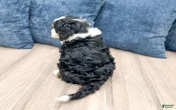 Mini Bernedoodle dogs for sale: Dusty - Image 4