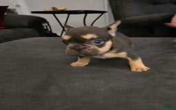 French Bulldog dogs for sale: French Bulldog 3 puppies - Image 4