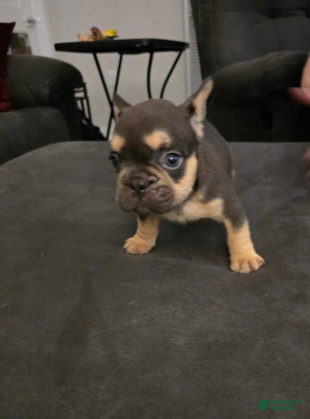 French Bulldog dogs for sale: French Bulldog 3 puppies - Image 4