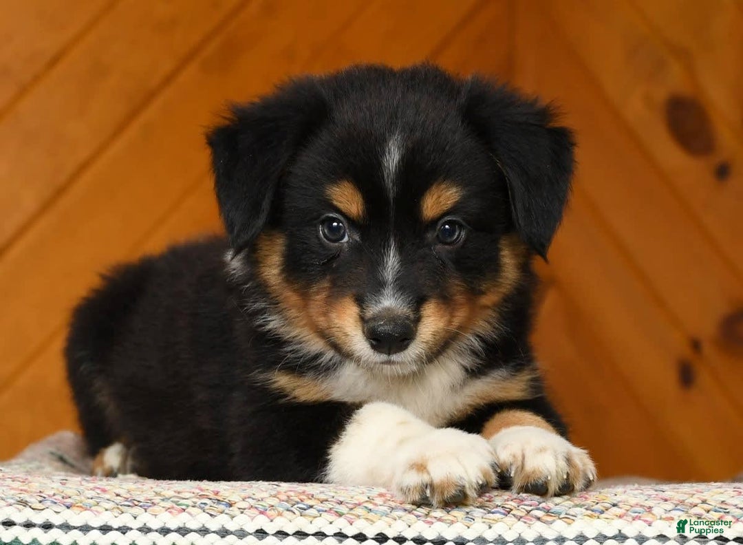 Australian Shepherd dogs for sale: Alden - Image 5