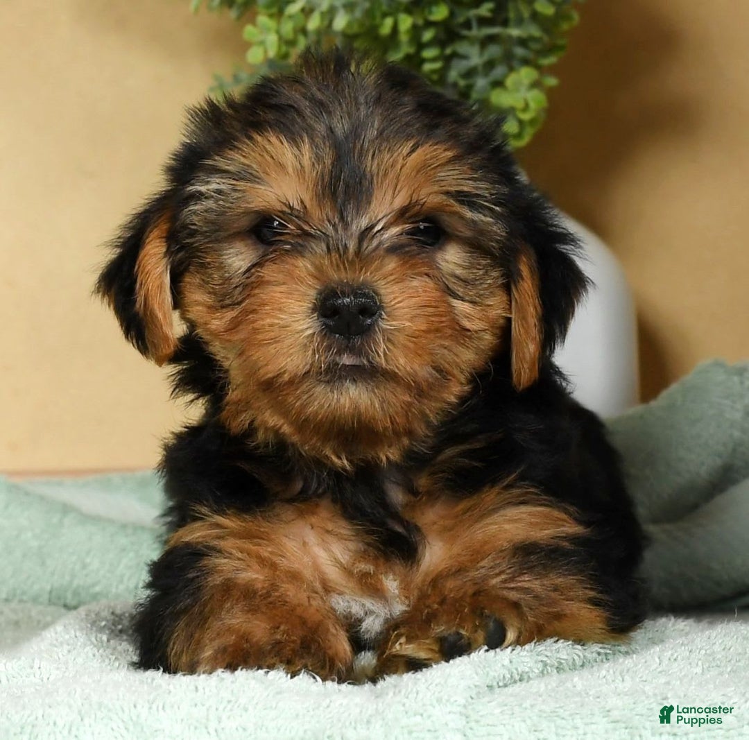 Yorkshire Terrier dogs for sale: Lucky - Image 7
