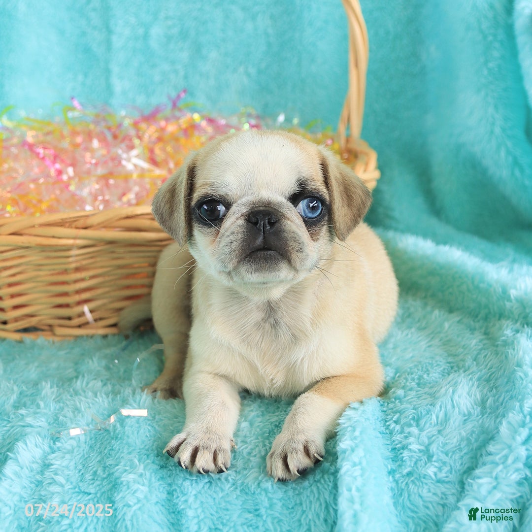 Pug dogs for sale: Peaches - Image 5