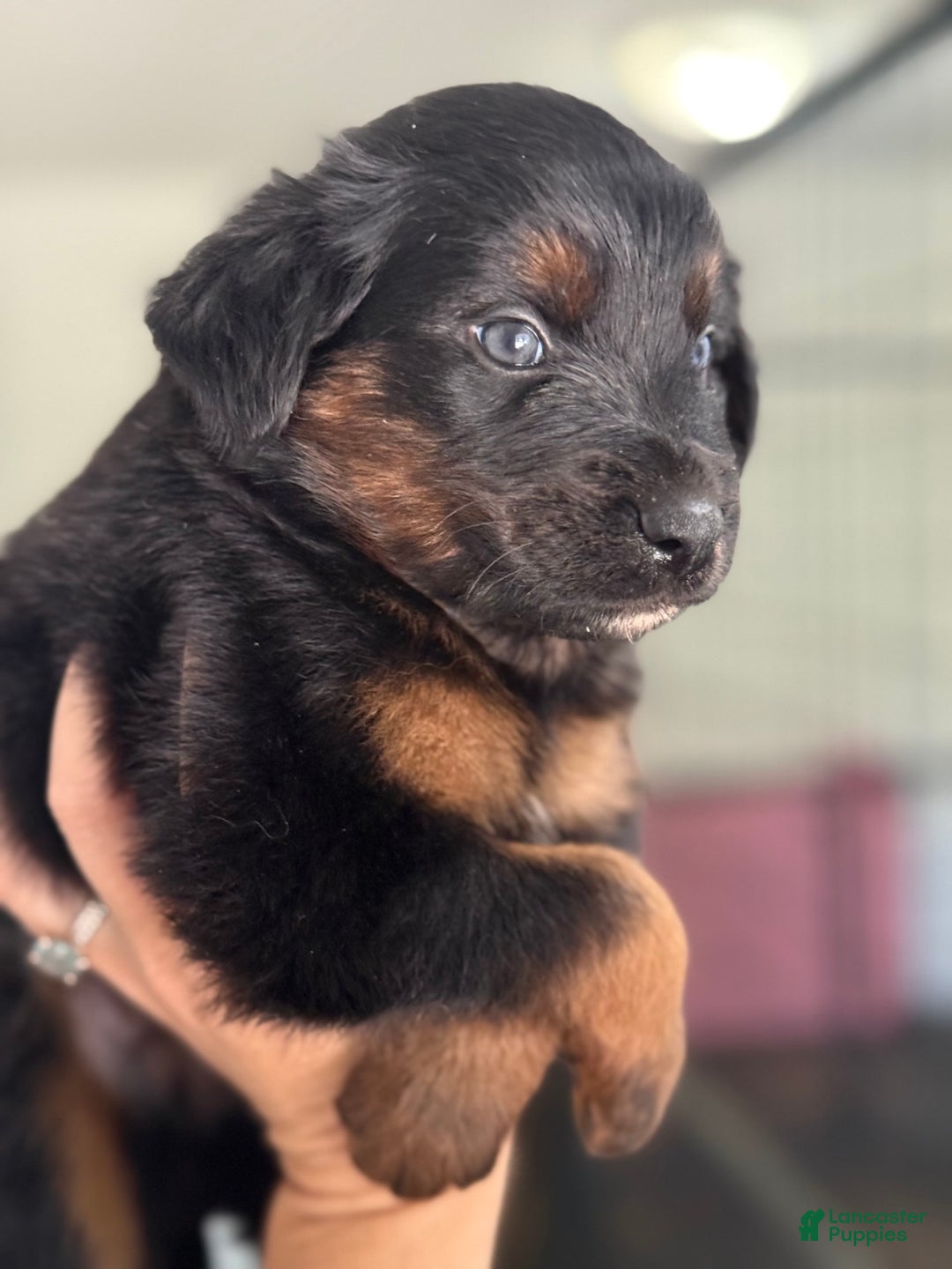 Australian Shepherd dogs for sale: Keotie - Image 3