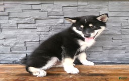 Pomsky dogs for sale: Sammy - Image 22