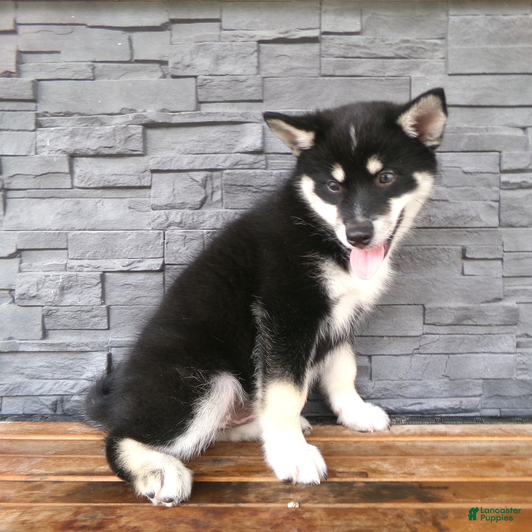Pomsky dogs for sale: Sammy - Image 22