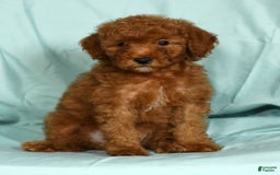 Mini Goldendoodle dogs for sale: Duke - Image 8