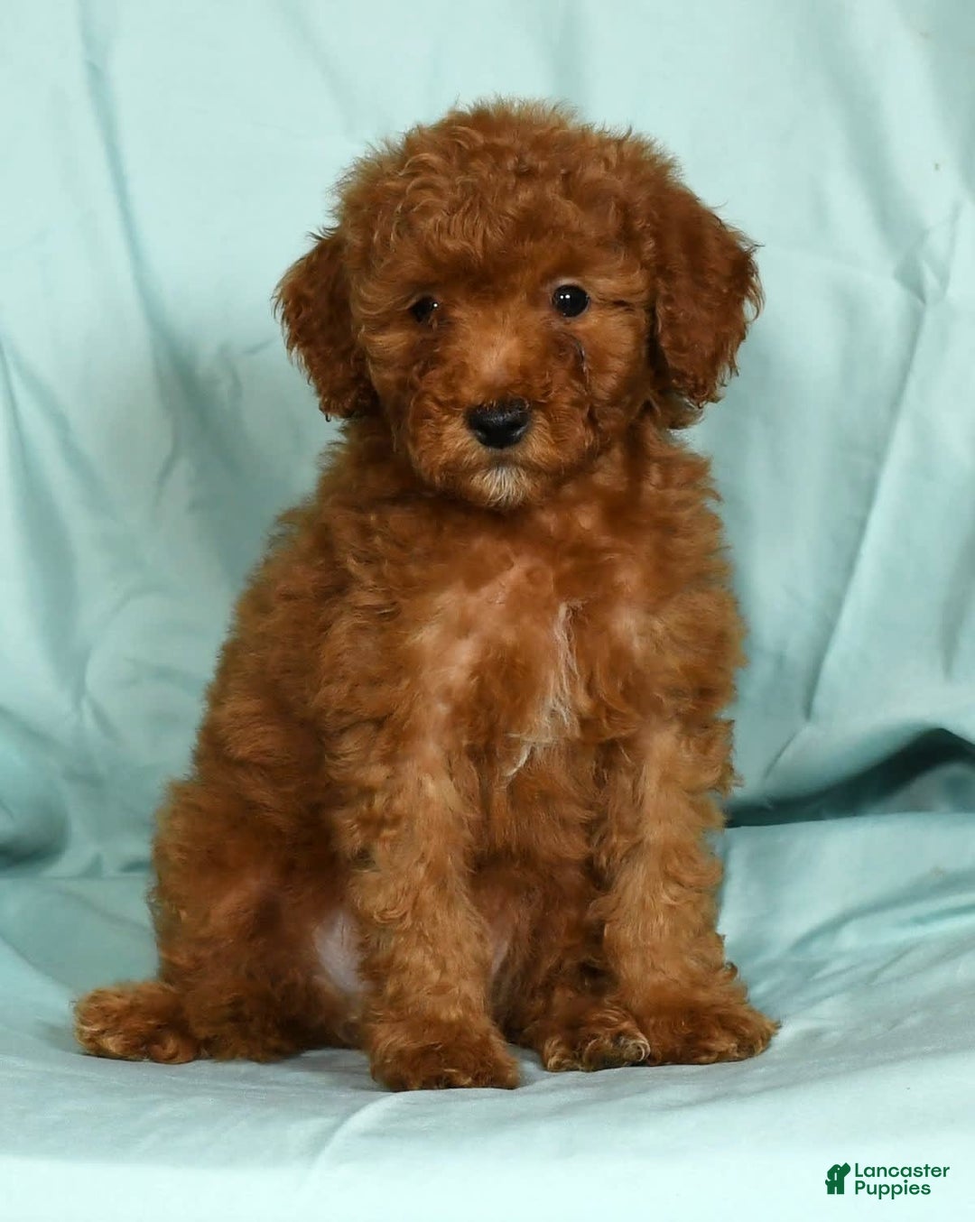 Mini Goldendoodle dogs for sale: Duke - Image 8