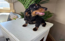 Dachshund dogs for sale: Charlie - Image 1