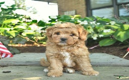 Shihpoo dogs for sale: Kai - Image 1