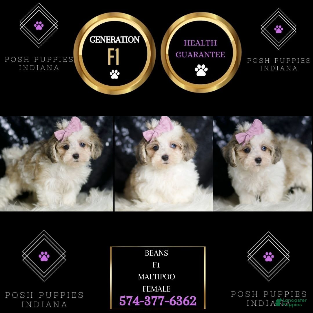 Maltipoo dogs for sale: Beans - Image 6