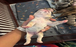 French Bulldog dogs for sale: Miss Missy - Image 6