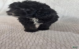 Mini Aussiedoodle dogs for sale: Harper - Image 10