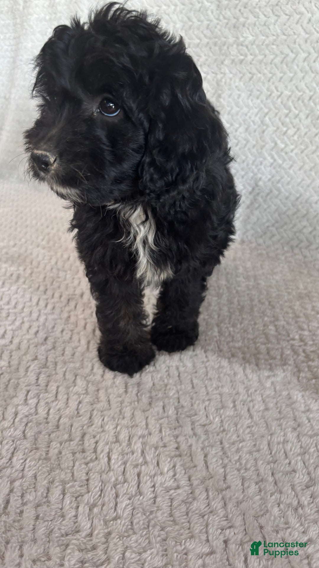 Mini Aussiedoodle dogs for sale: Harper - Image 10
