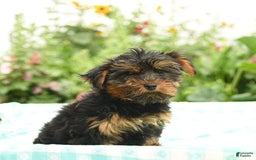 Morkie dogs for sale: Benji - Image 6