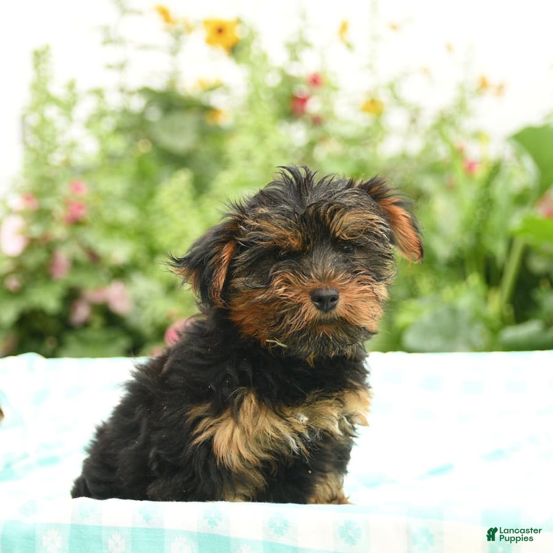 Morkie dogs for sale: Benji - Image 6