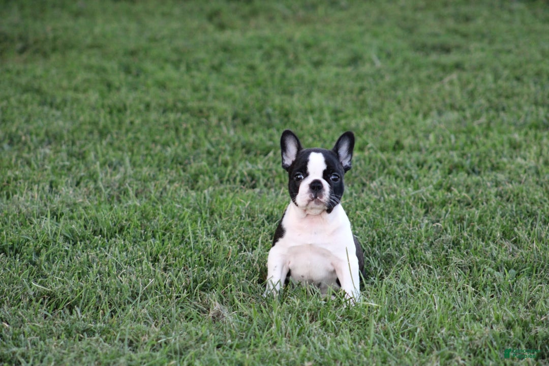 French Bulldog dogs for sale: Natalie - Image 10