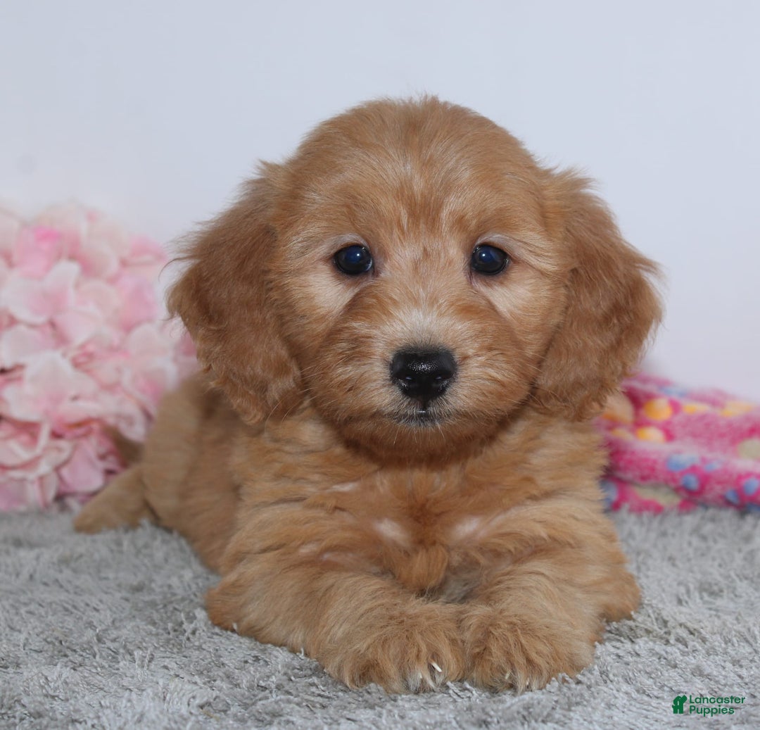 Mini Goldendoodle dogs for sale: Bella - Image 1