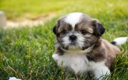 Shih Tzu dogs for sale: Beau - Image 2