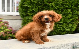 Cavapoo dogs for sale: Miracle - Image 13