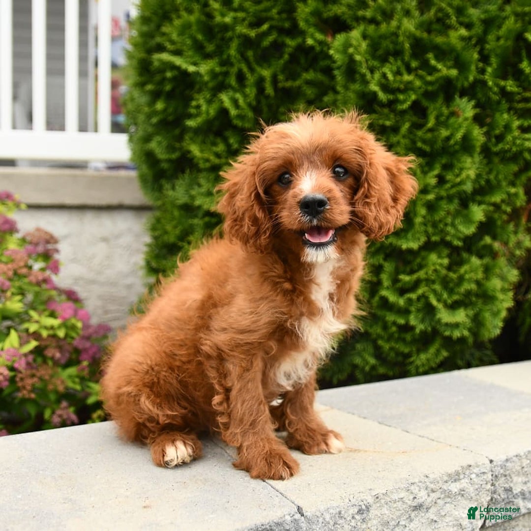 Cavapoo dogs for sale: Miracle - Image 13