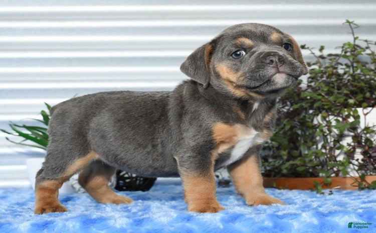 Beabull dogs for sale - Ad 2