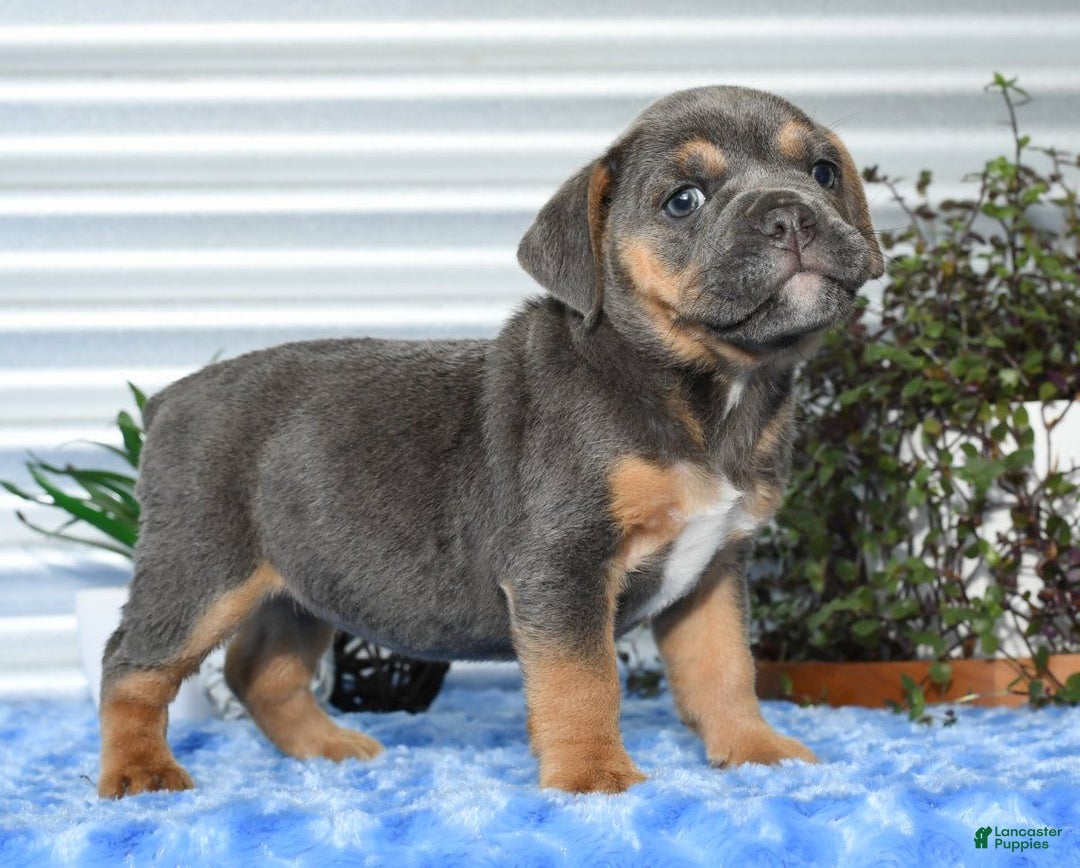 Beabull dogs for sale: Kimmy - Image 1