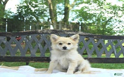 Pomeranian dogs for sale: Cuddles - Image 2