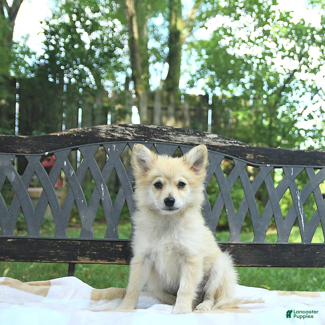 Pomeranian dogs for sale: Cuddles - Image 2