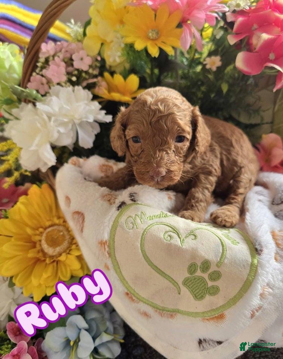 Toy Poodle dogs for sale: Runy - Image 1