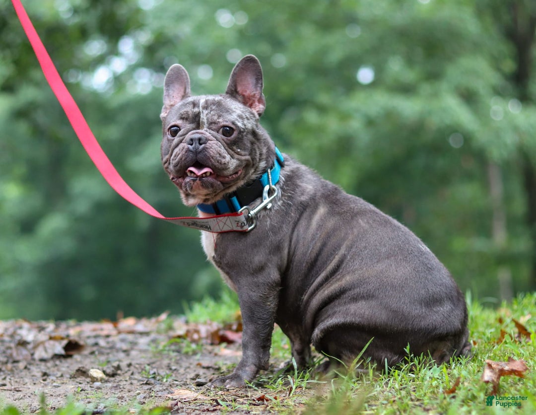 French Bulldog dogs for sale: Nora - Image 12