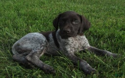 German Shorthaired Pointer dogs for sale: Twilight - Image 3
