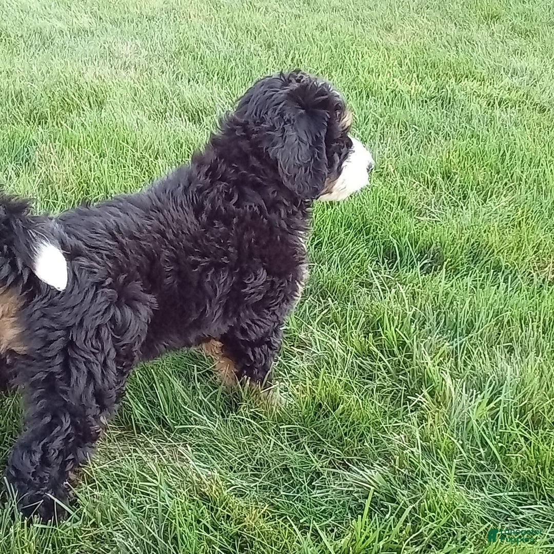 Mini Bernedoodle dogs for sale: Shiloh - Image 7