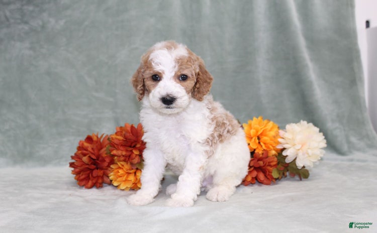 Miniature Poodle dogs for sale - Ad 2