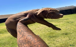 American Bully dogs for sale: Choco - Image 1