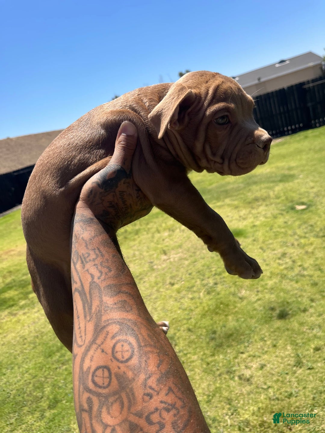American Bully dogs for sale: Choco - Image 1